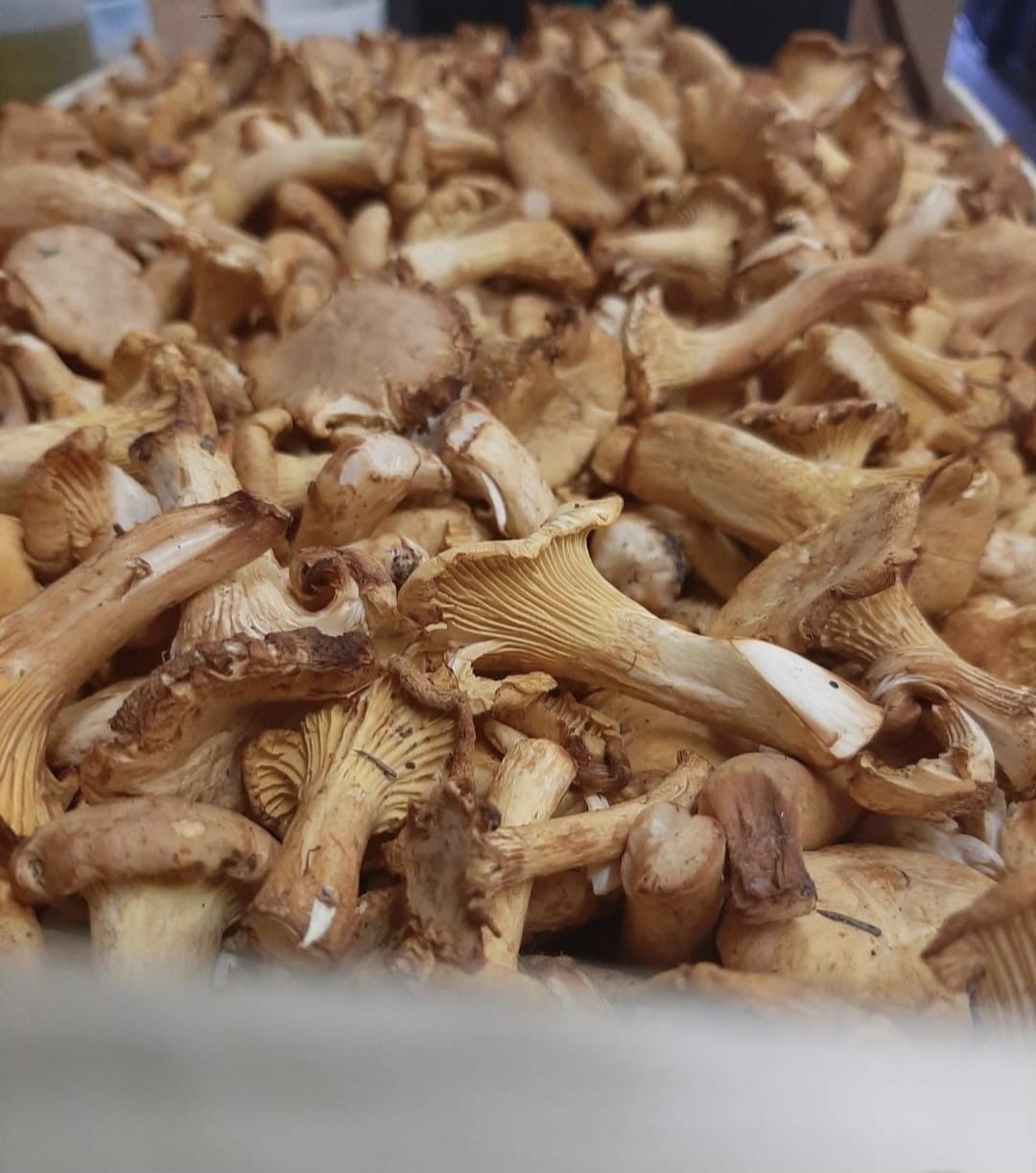 Girolles fraîches