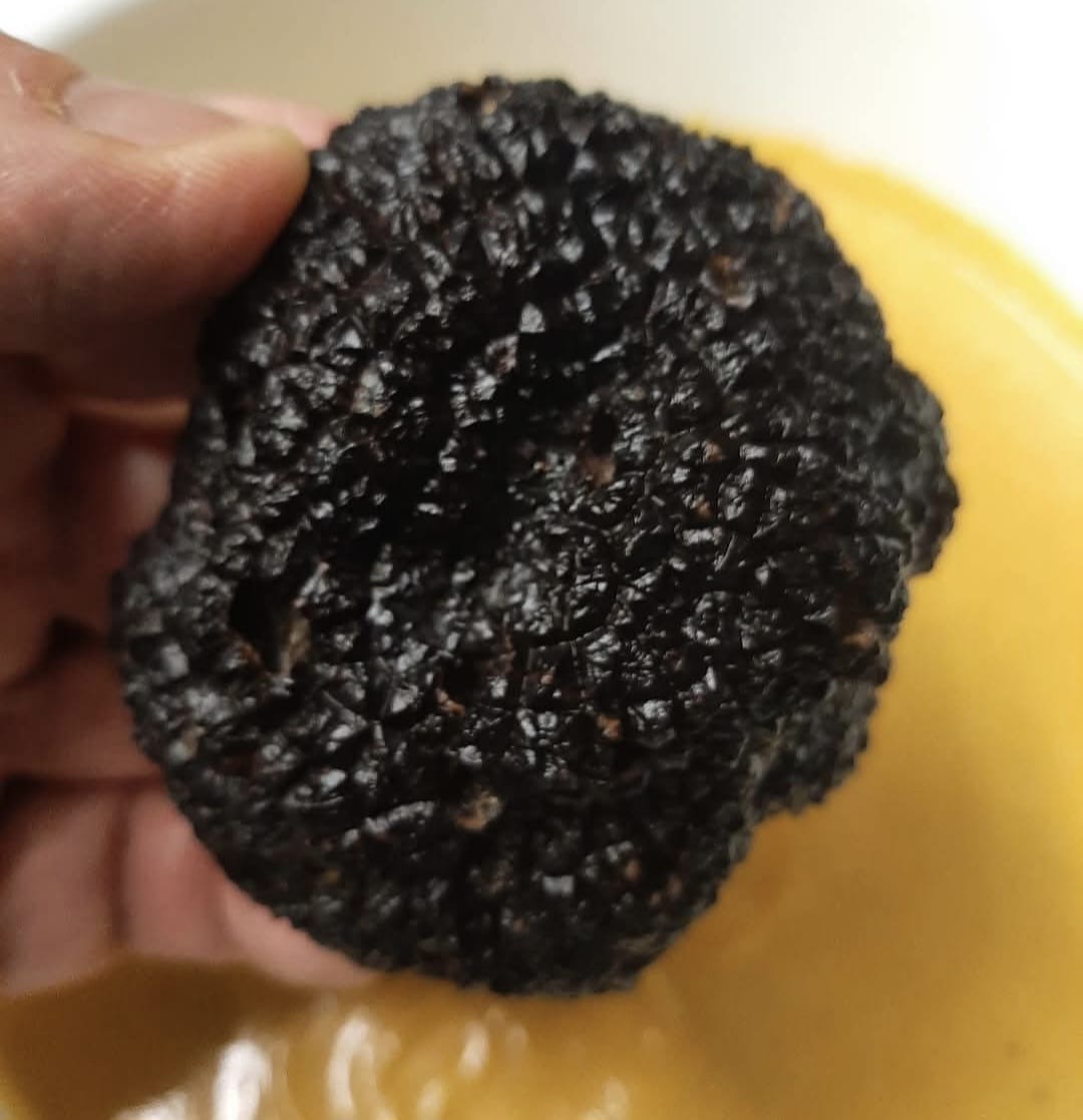 Truffe noire du Tricastin